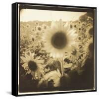 Sunflowers, Spain-Theo Westenberger-Framed Stretched Canvas