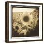 Sunflowers, Spain-Theo Westenberger-Framed Premium Photographic Print