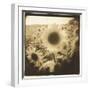 Sunflowers, Spain-Theo Westenberger-Framed Premium Photographic Print