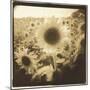 Sunflowers, Spain-Theo Westenberger-Mounted Premium Photographic Print