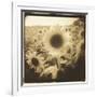 Sunflowers, Spain-Theo Westenberger-Framed Photographic Print