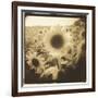 Sunflowers, Spain-Theo Westenberger-Framed Photographic Print