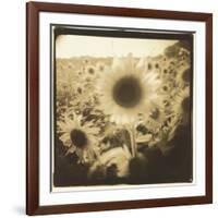 Sunflowers, Spain-Theo Westenberger-Framed Photographic Print