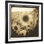 Sunflowers, Spain-Theo Westenberger-Framed Photographic Print