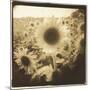 Sunflowers, Spain-Theo Westenberger-Mounted Photographic Print
