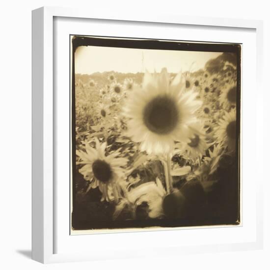 Sunflowers, Spain-Theo Westenberger-Framed Photographic Print