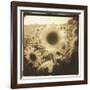 Sunflowers, Spain-Theo Westenberger-Framed Photographic Print