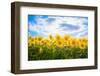 Sunflowers Standing at Attention-Philippe Sainte-Laudy-Framed Photographic Print