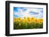 Sunflowers Standing at Attention-Philippe Sainte-Laudy-Framed Photographic Print