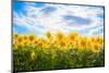 Sunflowers Standing at Attention-Philippe Sainte-Laudy-Mounted Photographic Print