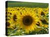 Sunflowers with Vines in Distance, Charente, France, Europe-Groenendijk Peter-Stretched Canvas