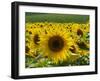 Sunflowers with Vines in Distance, Charente, France, Europe-Groenendijk Peter-Framed Photographic Print