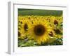 Sunflowers with Vines in Distance, Charente, France, Europe-Groenendijk Peter-Framed Photographic Print