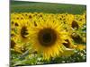 Sunflowers with Vines in Distance, Charente, France, Europe-Groenendijk Peter-Mounted Photographic Print