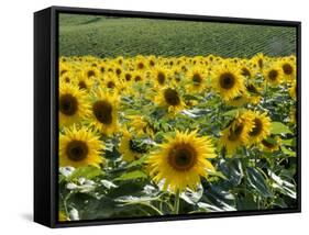 Sunflowers with Vines in Distance, Charente, France, Europe-Groenendijk Peter-Framed Stretched Canvas