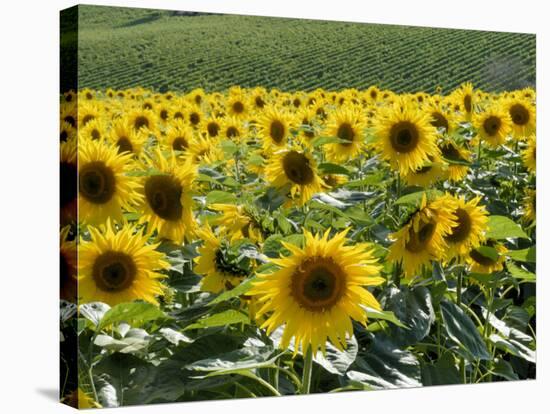 Sunflowers with Vines in Distance, Charente, France, Europe-Groenendijk Peter-Stretched Canvas