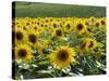 Sunflowers with Vines in Distance, Charente, France, Europe-Groenendijk Peter-Stretched Canvas