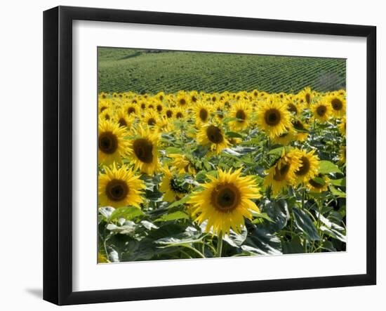 Sunflowers with Vines in Distance, Charente, France, Europe-Groenendijk Peter-Framed Premium Photographic Print