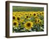 Sunflowers with Vines in Distance, Charente, France, Europe-Groenendijk Peter-Framed Photographic Print