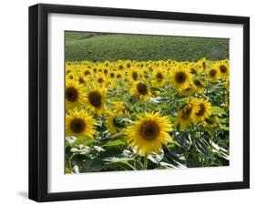 Sunflowers with Vines in Distance, Charente, France, Europe-Groenendijk Peter-Framed Photographic Print