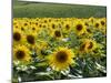 Sunflowers with Vines in Distance, Charente, France, Europe-Groenendijk Peter-Mounted Photographic Print