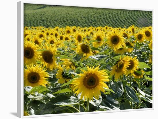 Sunflowers with Vines in Distance, Charente, France, Europe-Groenendijk Peter-Framed Photographic Print