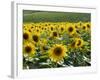 Sunflowers with Vines in Distance, Charente, France, Europe-Groenendijk Peter-Framed Photographic Print