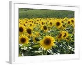 Sunflowers with Vines in Distance, Charente, France, Europe-Groenendijk Peter-Framed Photographic Print