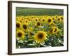 Sunflowers with Vines in Distance, Charente, France, Europe-Groenendijk Peter-Framed Photographic Print