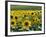 Sunflowers with Vines in Distance, Charente, France, Europe-Groenendijk Peter-Framed Photographic Print