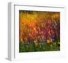 Sunflowers-Chris Vest-Framed Art Print