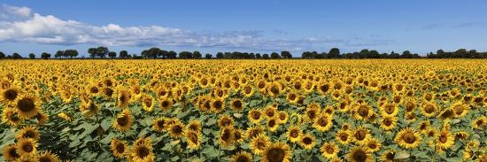 Sunflowers-Marco Carmassi-Framed Photographic Print