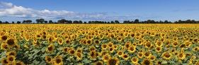 Sunflowers-Marco Carmassi-Framed Photographic Print