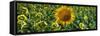 Sunflowers-Keren Su-Framed Stretched Canvas