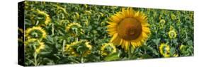 Sunflowers-Keren Su-Stretched Canvas