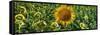 Sunflowers-Keren Su-Framed Stretched Canvas