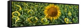 Sunflowers-Keren Su-Framed Stretched Canvas