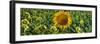 Sunflowers-Keren Su-Framed Premium Photographic Print