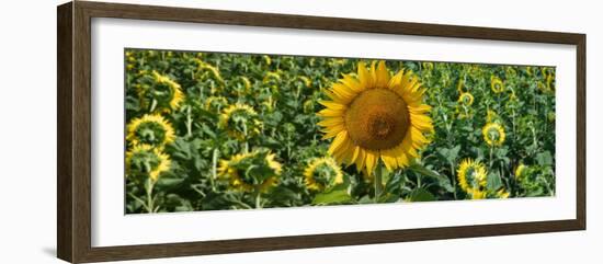 Sunflowers-Keren Su-Framed Photographic Print