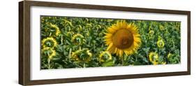 Sunflowers-Keren Su-Framed Photographic Print