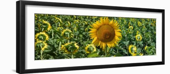 Sunflowers-Keren Su-Framed Photographic Print