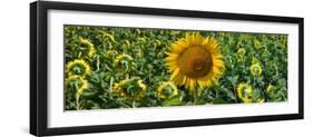 Sunflowers-Keren Su-Framed Photographic Print