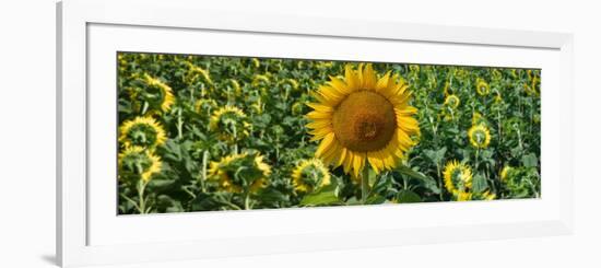 Sunflowers-Keren Su-Framed Photographic Print