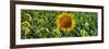 Sunflowers-Keren Su-Framed Photographic Print