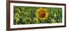 Sunflowers-Keren Su-Framed Photographic Print