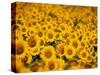 Sunflowers-Darrell Gulin-Stretched Canvas