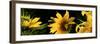 Sunflowers-null-Framed Premium Photographic Print