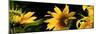 Sunflowers-null-Mounted Premium Photographic Print