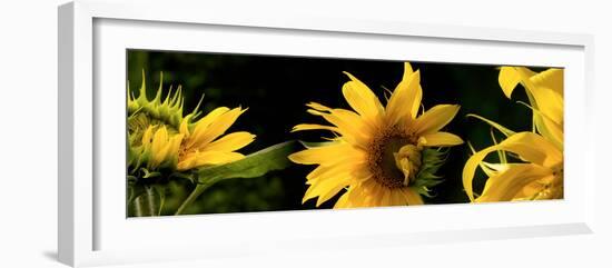 Sunflowers-null-Framed Photographic Print