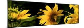 Sunflowers-null-Mounted Photographic Print